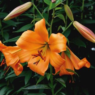 African Queen Lily Thumbnail